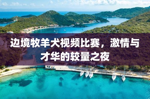 邊境牧羊犬視頻比賽，激情與才華的較量之夜