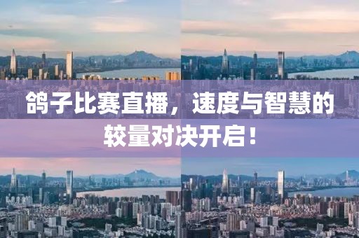 鴿子比賽直播，速度與智慧的較量對(duì)決開(kāi)啟！