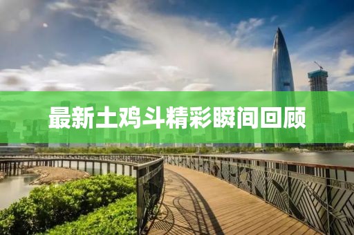 最新土雞斗精彩瞬間回顧