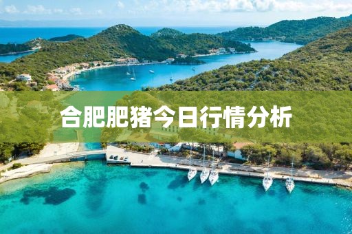 合肥肥豬今日行情分析