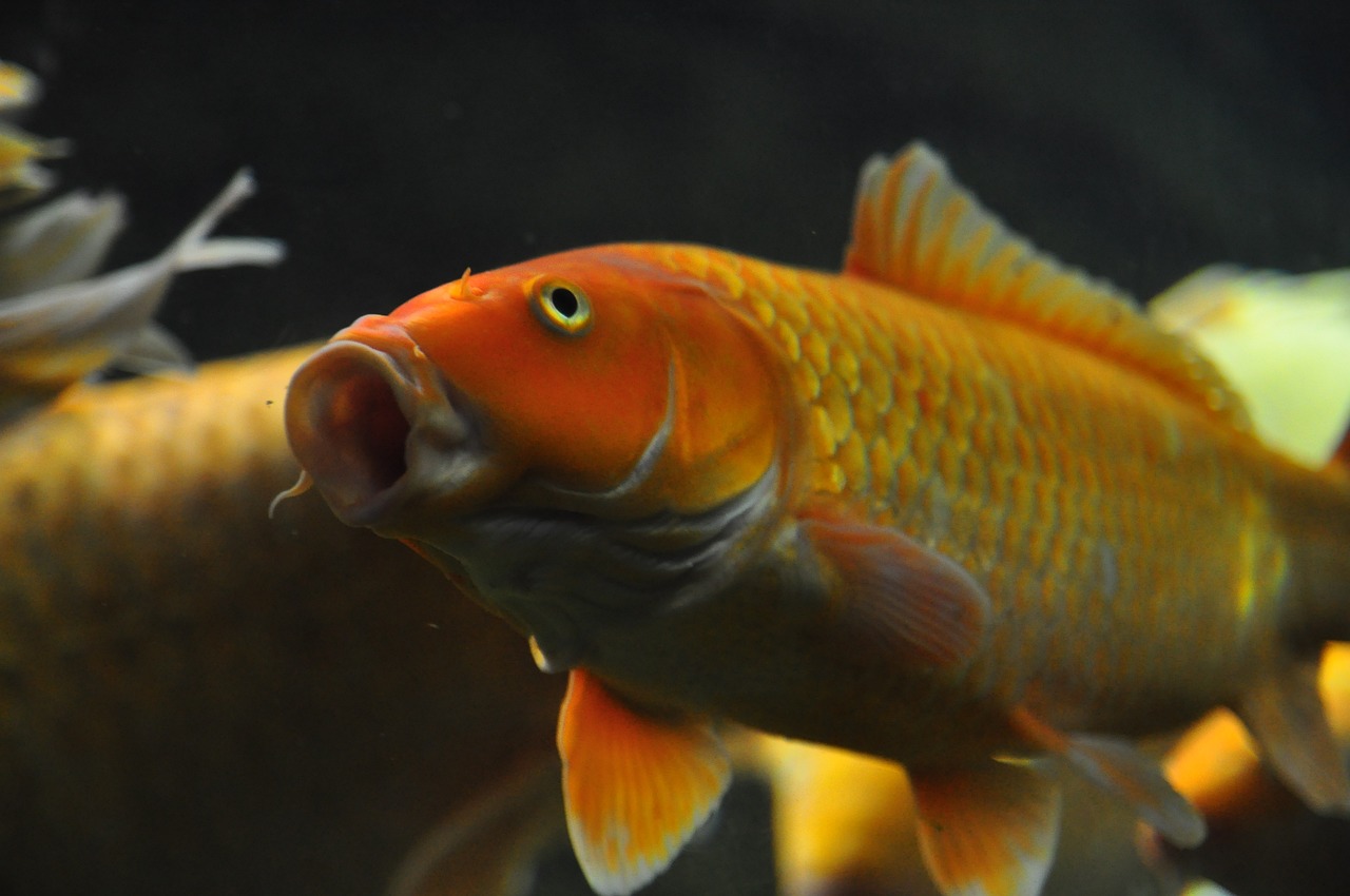 彩蝶魚缸新款上市，重塑家居水族體驗(yàn)的藝術(shù)杰作