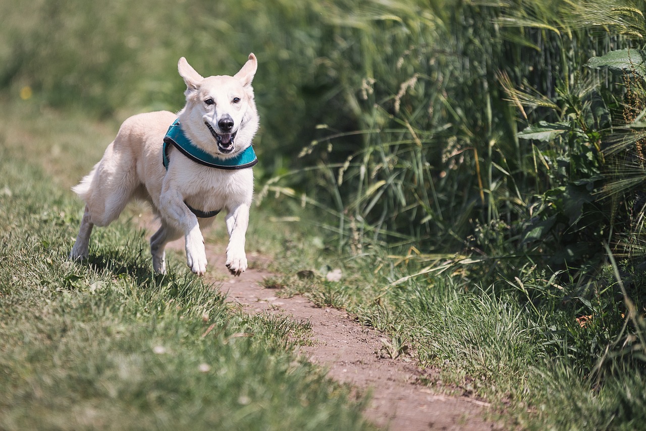 格力犬比賽放兔子，速度與激情的展現(xiàn)瞬間