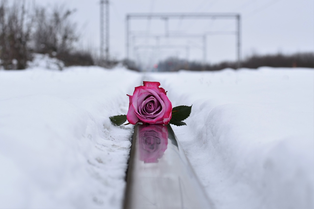 梨花似雪電視劇，情感與命運的絢爛交織