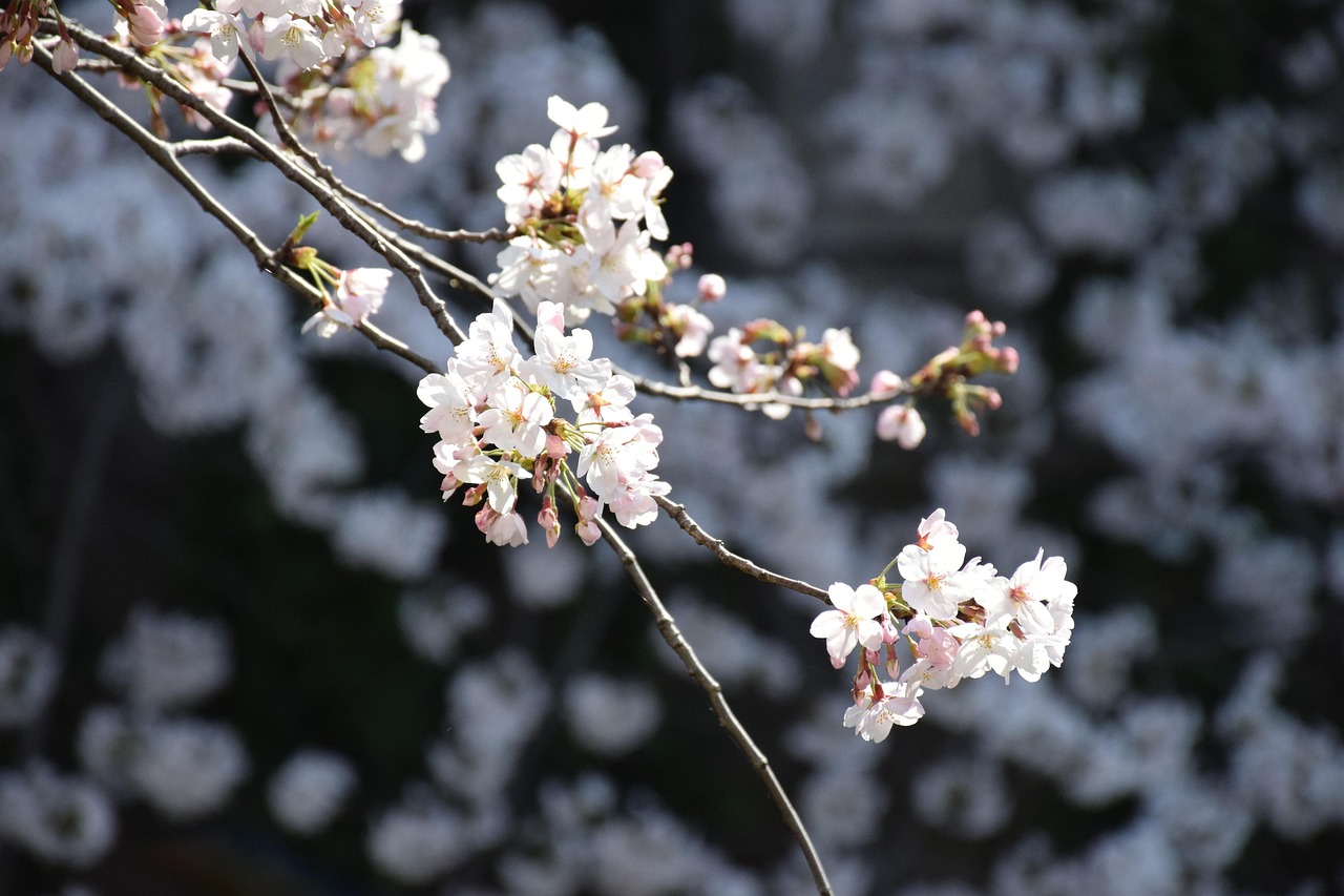 梅芳竹清 第12頁