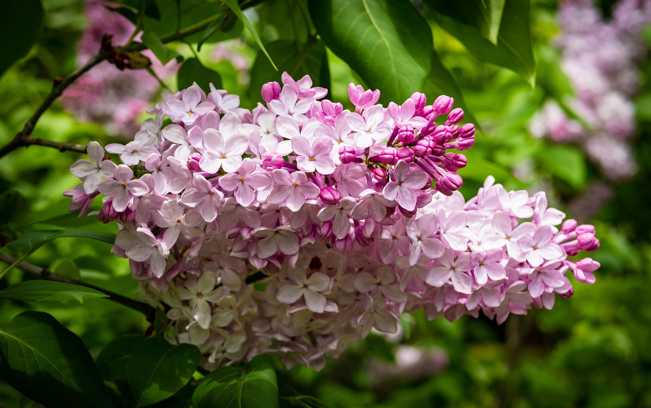 極品桃花緣，命運(yùn)糾纏與桃花盛放的緣分最新章節(jié)