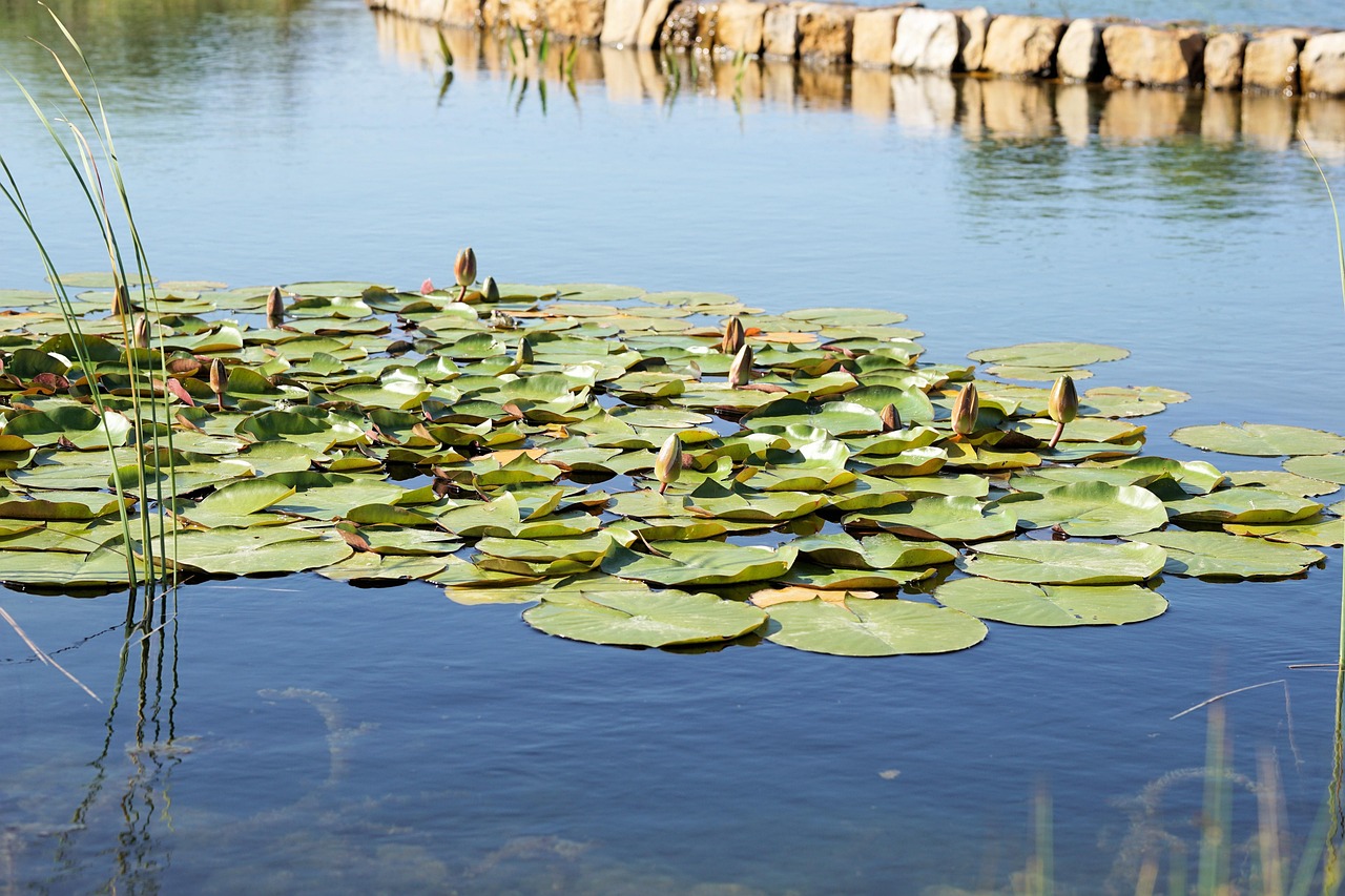 現(xiàn)代養(yǎng)魚新潮流，從傳統(tǒng)池塘養(yǎng)殖邁向高科技智能養(yǎng)殖的變革之路