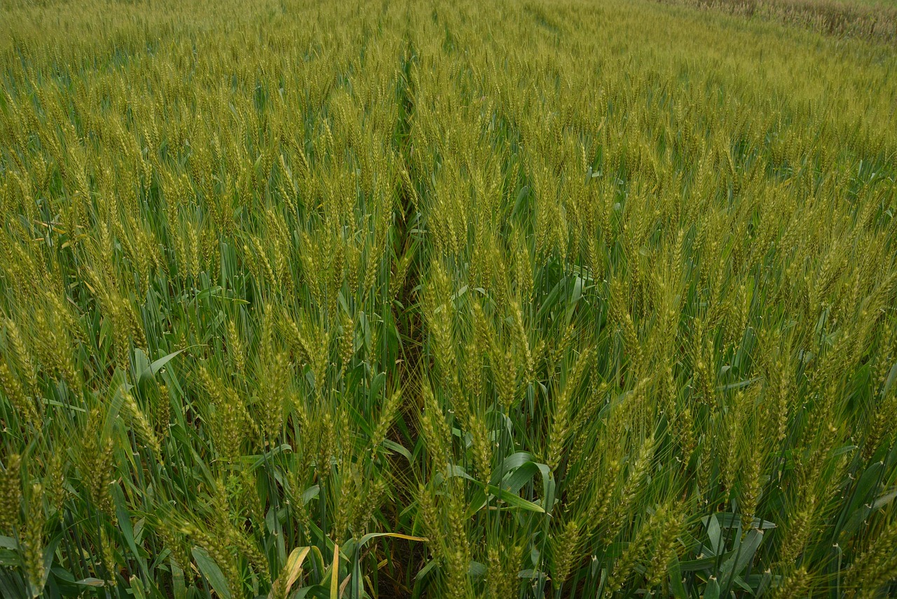 冬瑾涼桉 第5頁