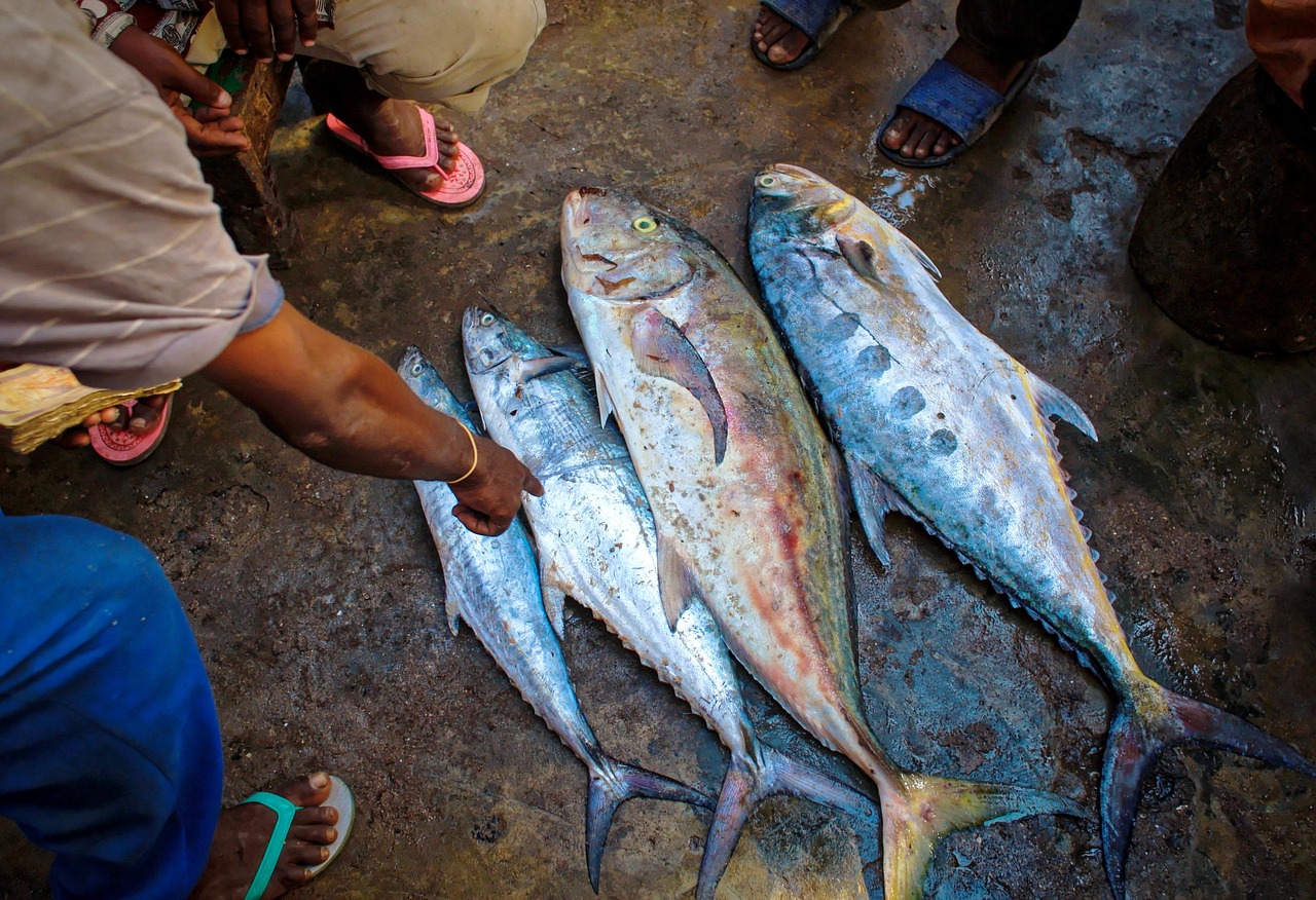 安陽(yáng)釣魚論壇，最新魚獲信息分享