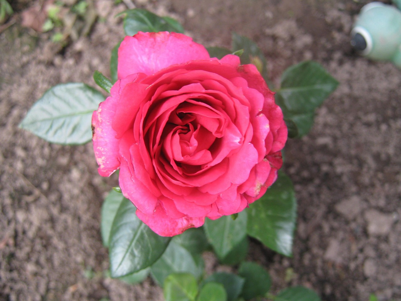情人節(jié)花束最新款圖片，綻放的愛與時(shí)尚魅力之花束展示