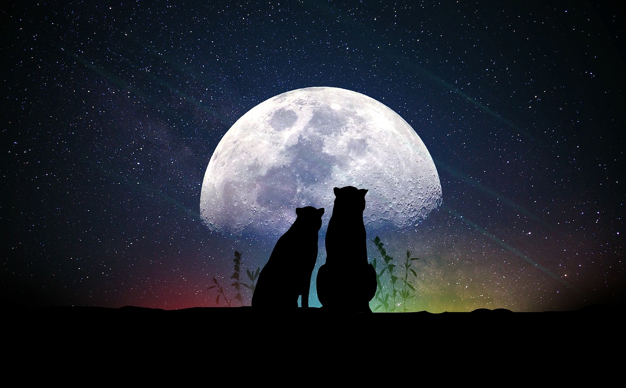 最新米奇動漫，奇幻世界的無盡探索