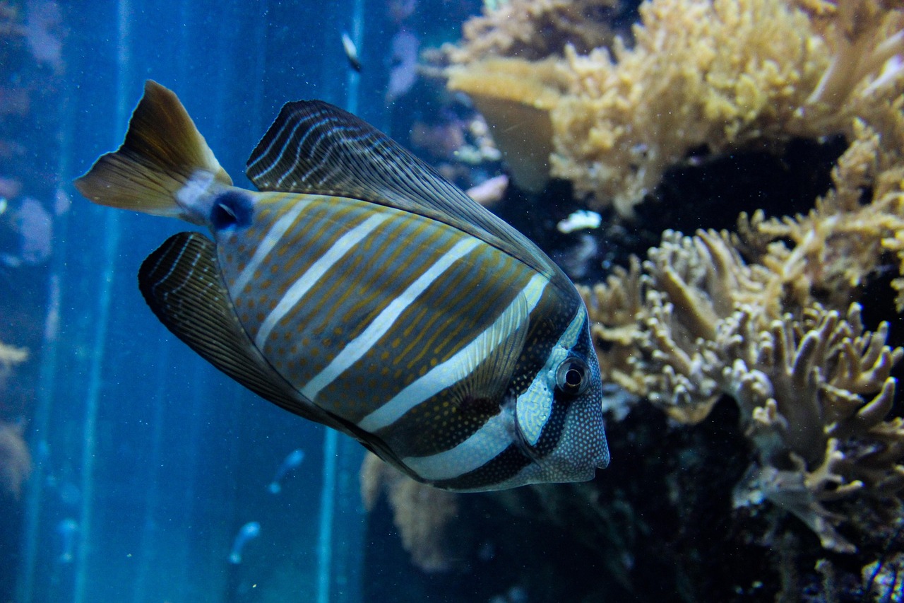 魚寶圖片及價(jià)格查詢，探索水族世界的魅力之旅